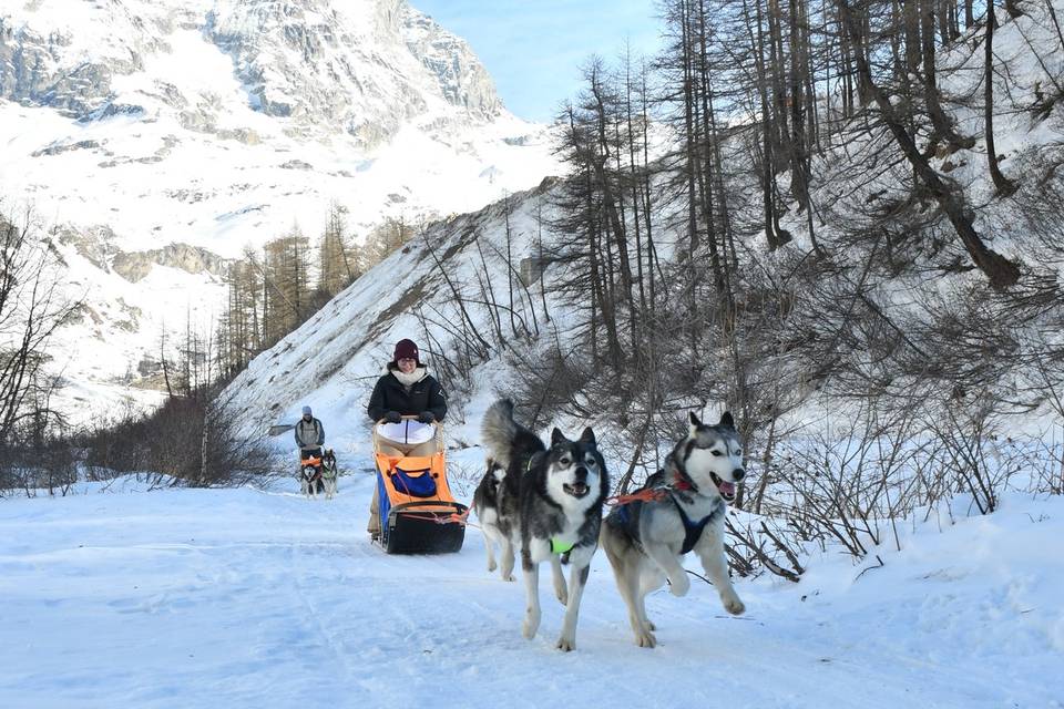 Husky Experience
