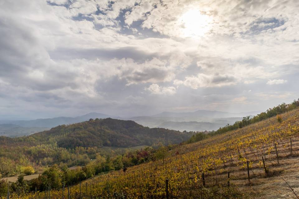 Il Vino e Le Rose