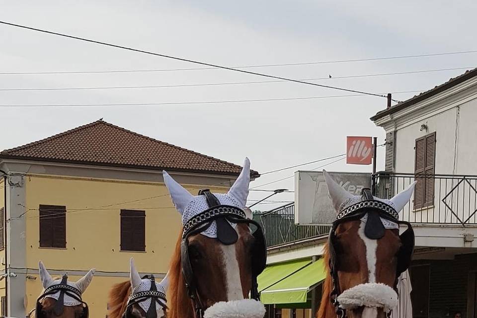 Tiro a 4, matrimonio, cavalli