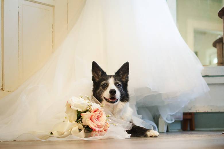 Wedding Dog