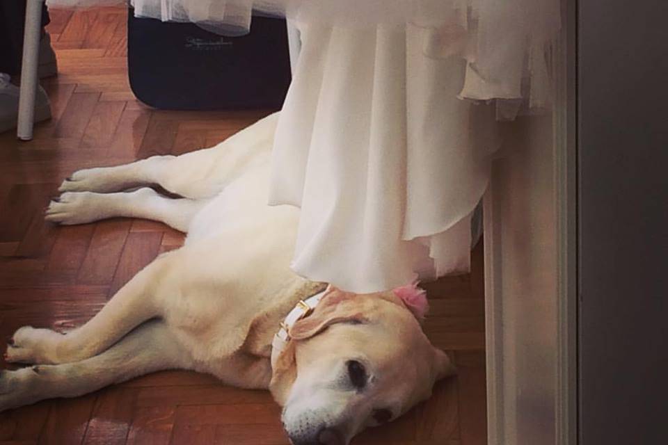 Preparativi Wedding Dog