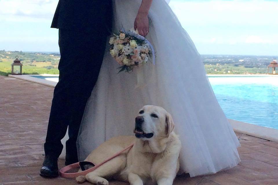 Wedding Dog