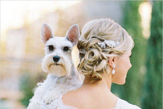 Wedding Dog