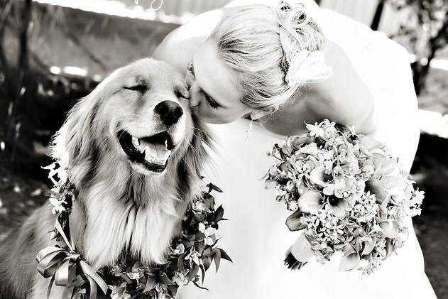 Wedding Dog