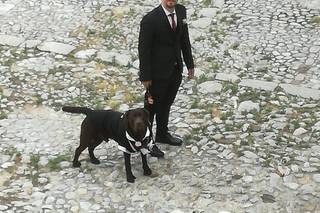 Davide - Wedding Dog Sitter