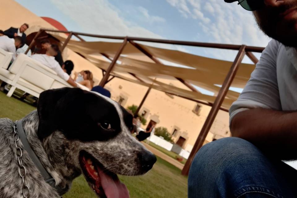 Davide - Wedding Dog Sitter