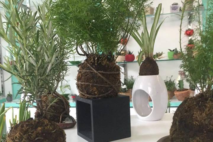 Kokedama