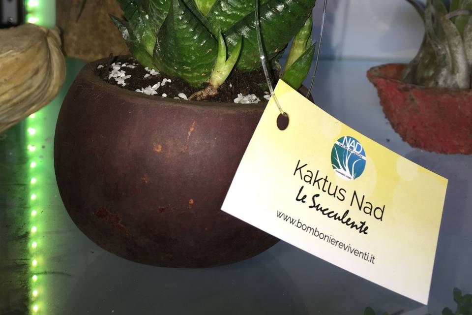 Kokedama Giapp. NAD Composiz.