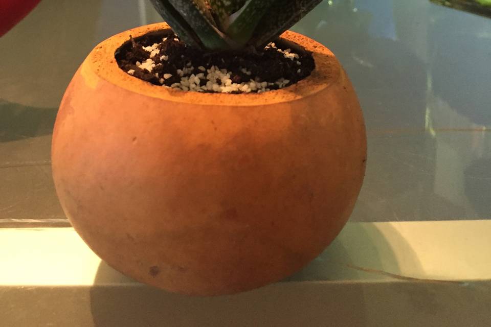 Kaktus NAD su vaso Calabas