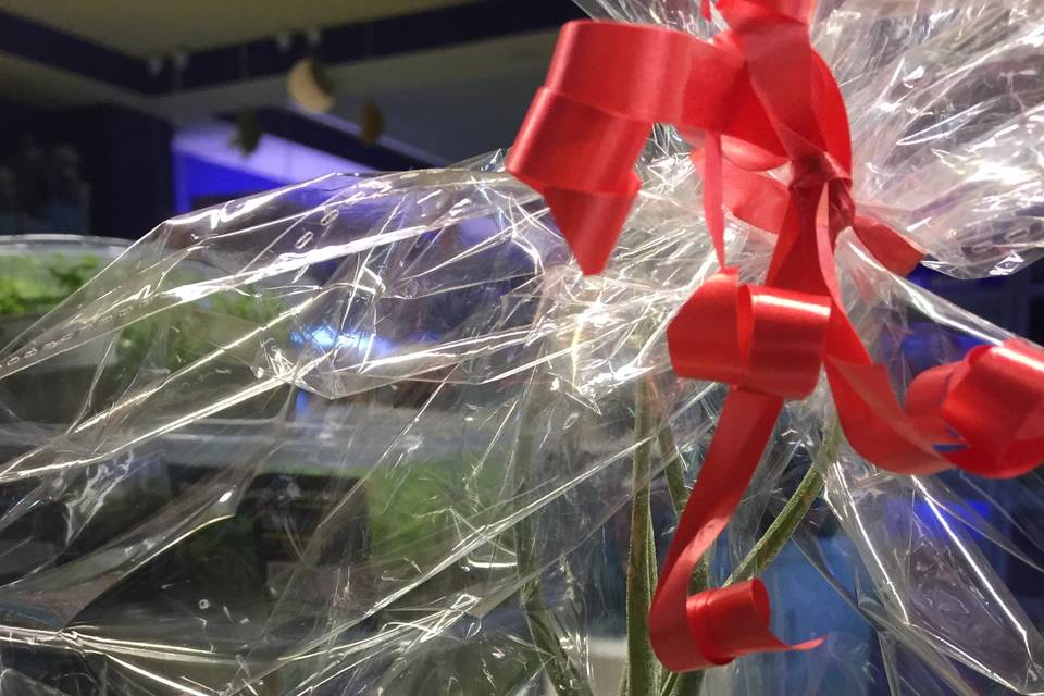 Tillandsia Gift