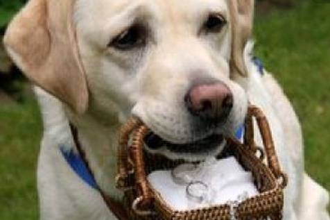 PaggettiBau WeddingDogSitter