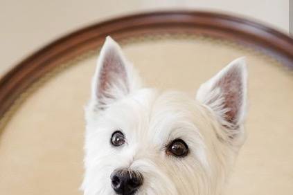 PaggettiBau WeddingDogSitter