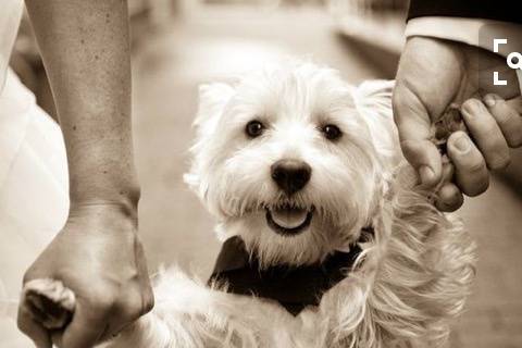PaggettiBau WeddingDogSitter