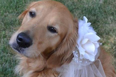 PaggettiBau WeddingDogSitter