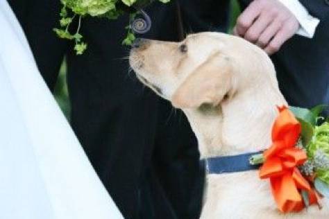 PaggettiBau WeddingDogSitter