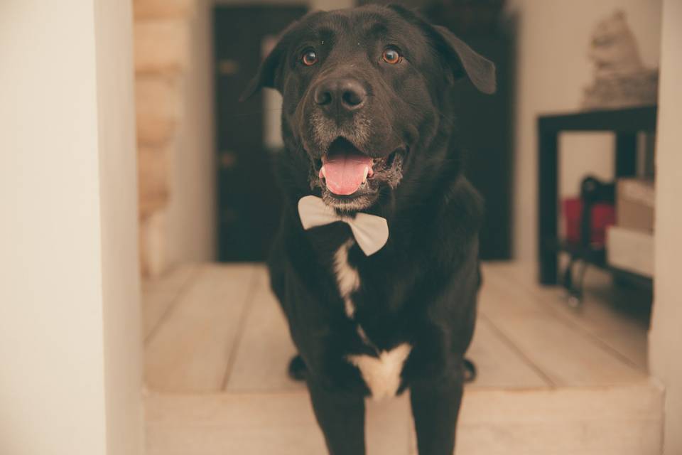 Wedding pet photographer