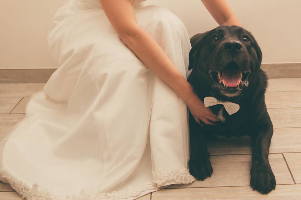 Matrimonio e cane