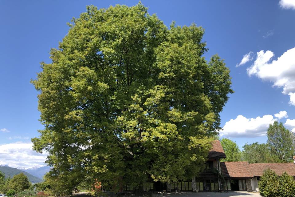 La quercia secolare