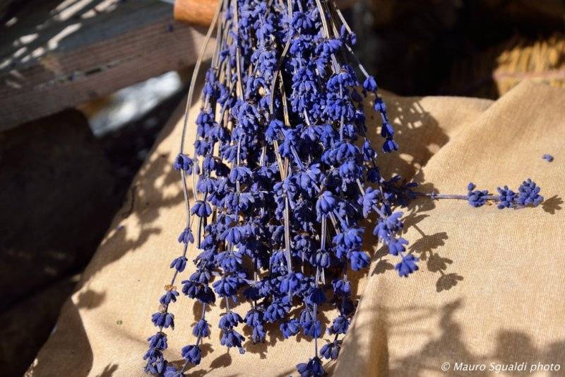 Lavanda