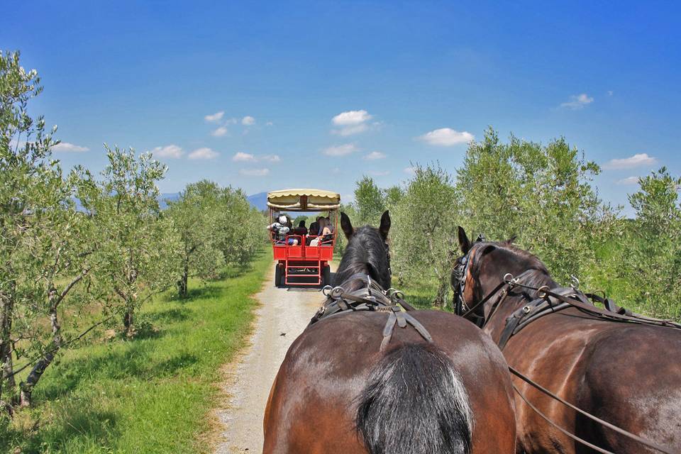 In carrozza per la tenuta