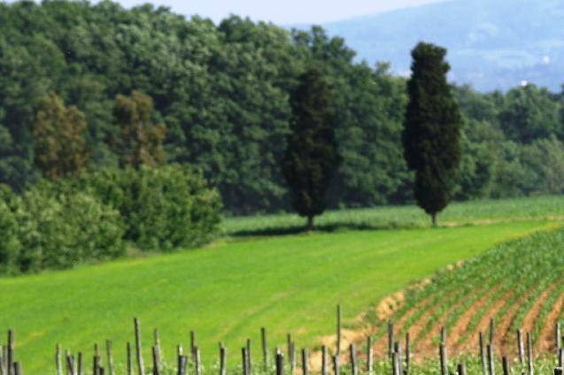 I vigneti di torre a cenaia