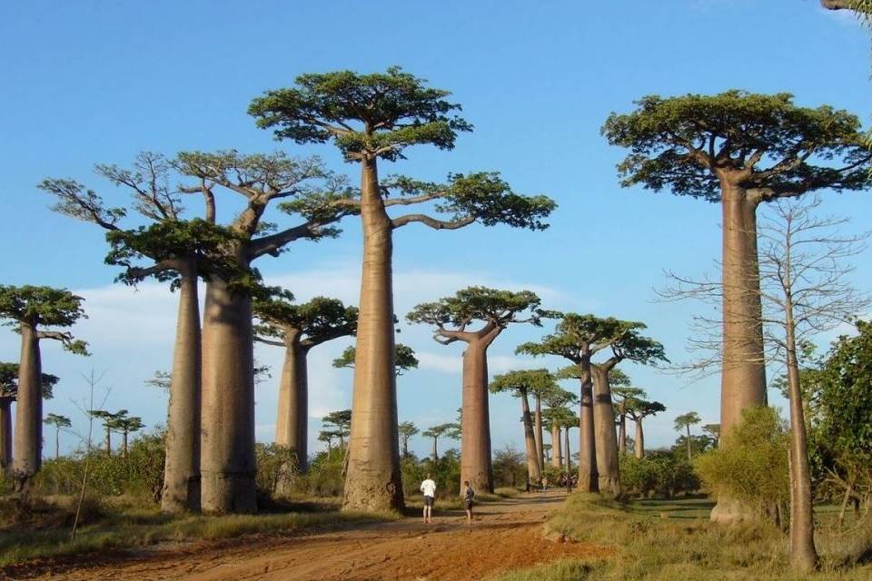 Madagascar