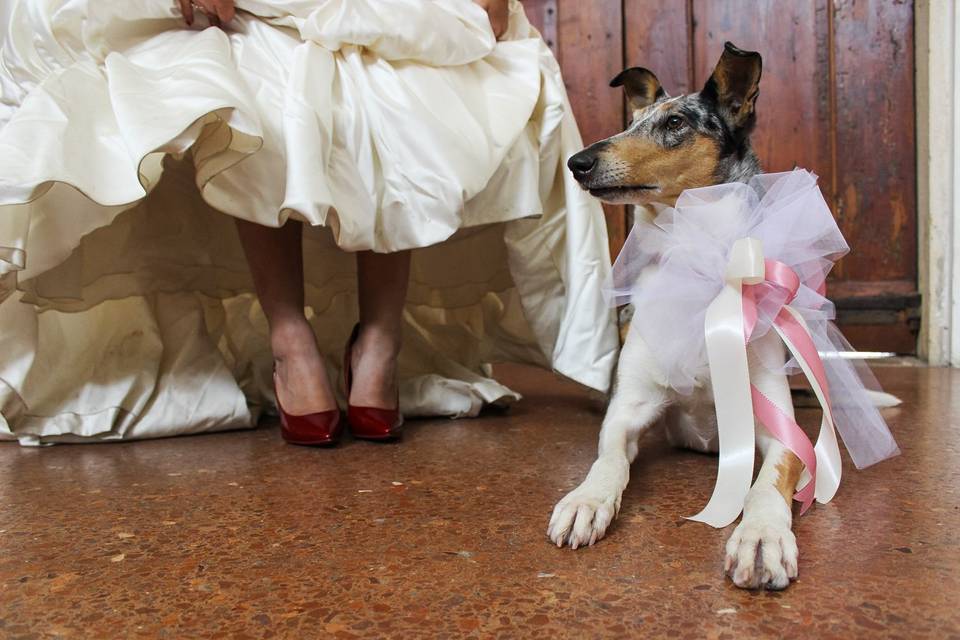 Wedding Dog Lady
