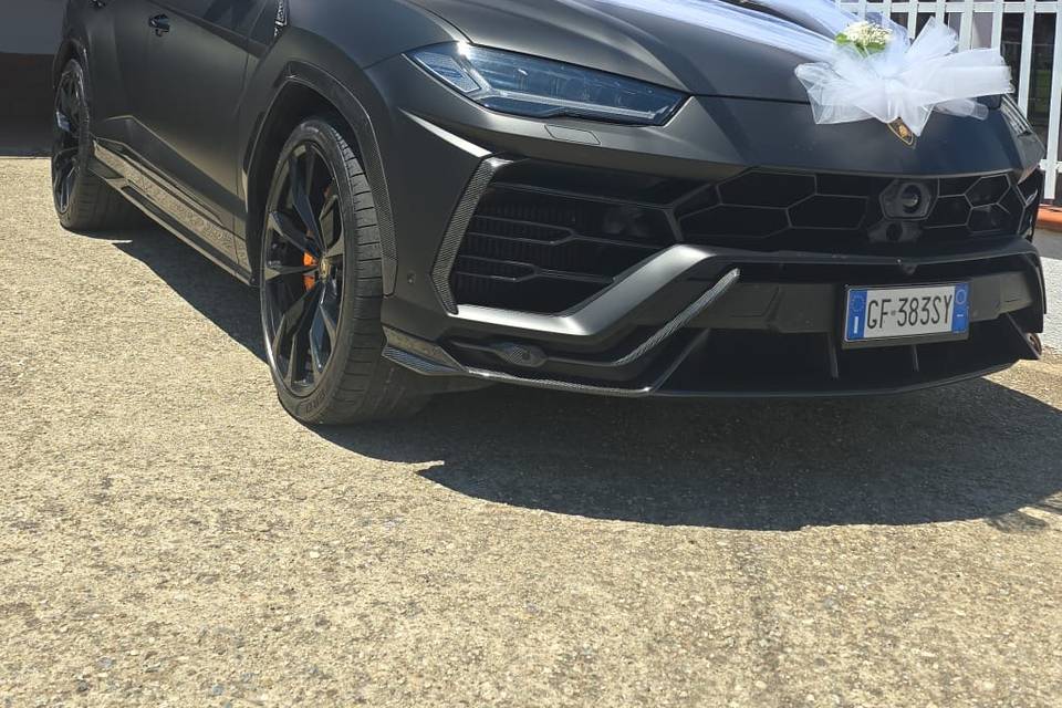 Urus nera