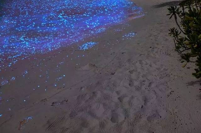 Spiaggia che brilla di notte