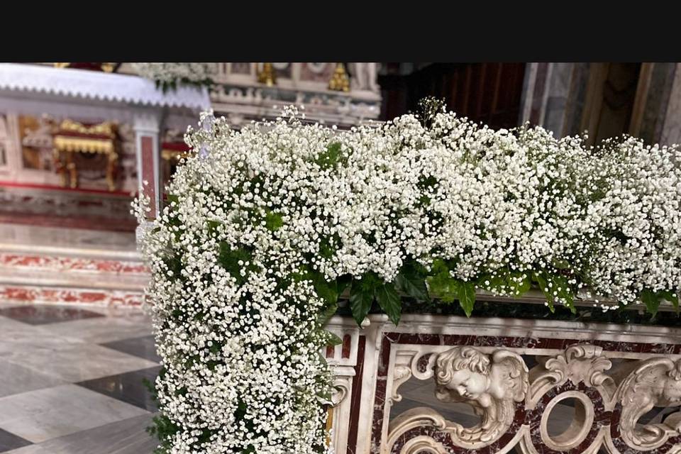 Cipsofilia cordone