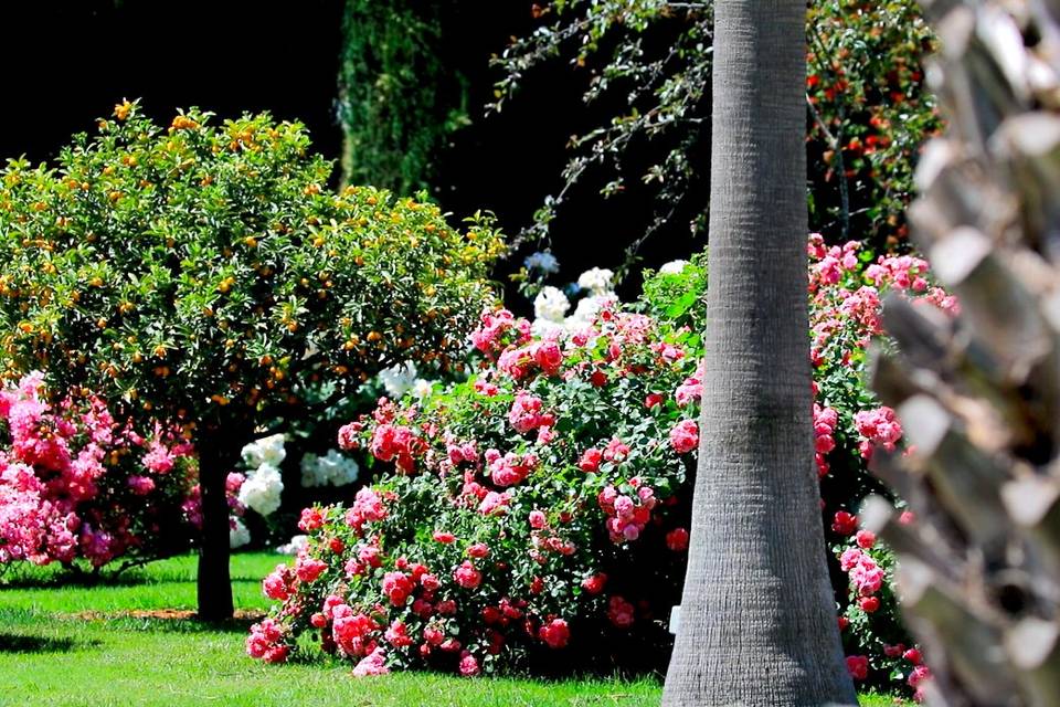 Scorci del Giardino