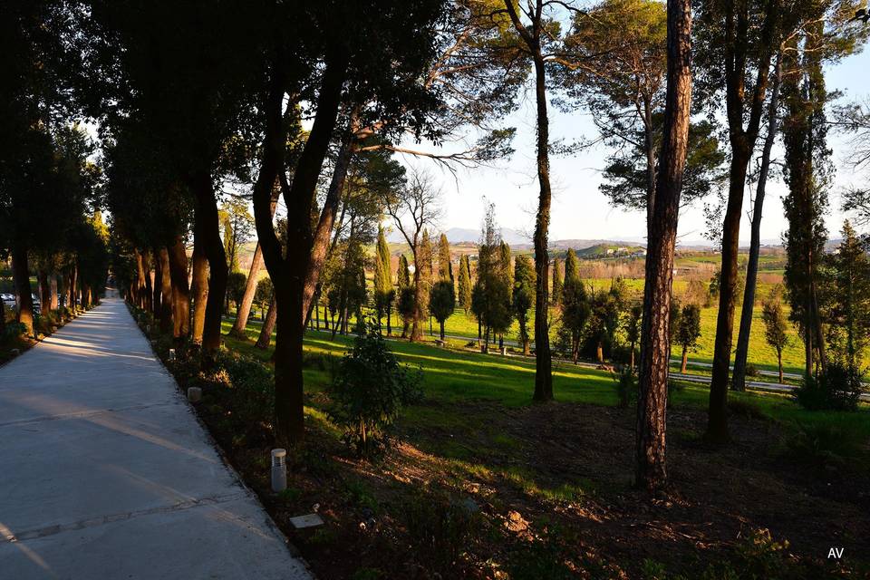 Viale dei Lecci