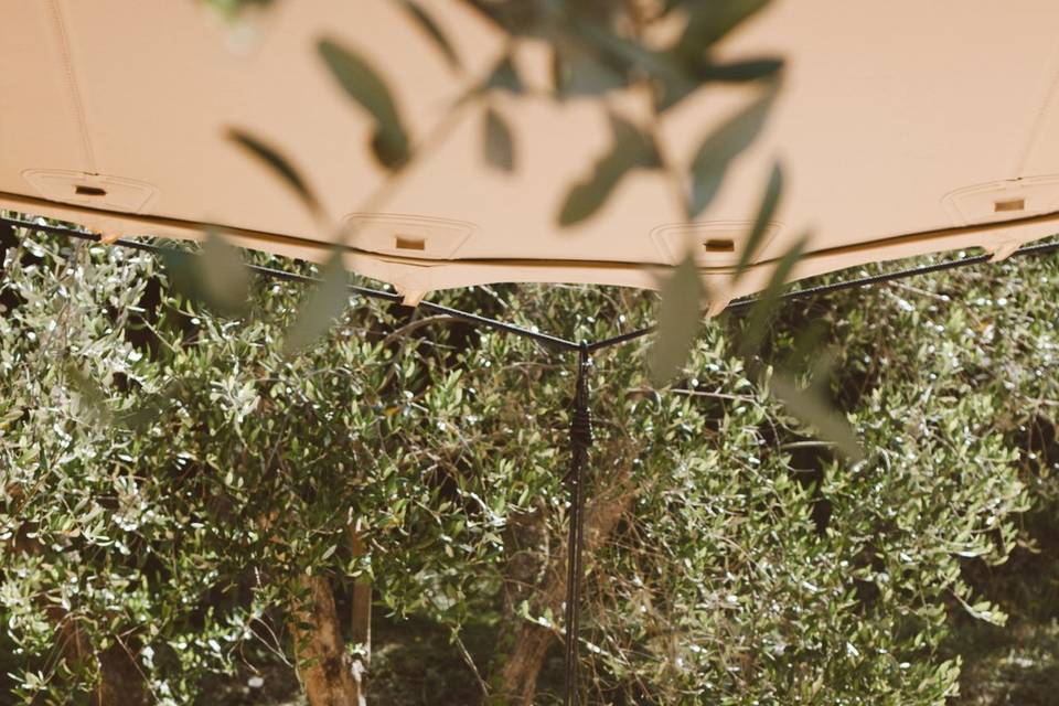 I nostri ulivi come cornice