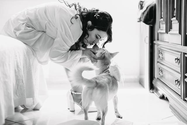 Pet Amour