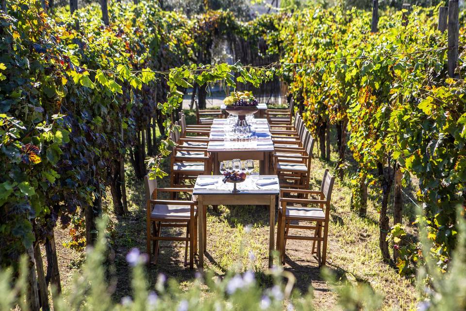 Pranzo in vigna