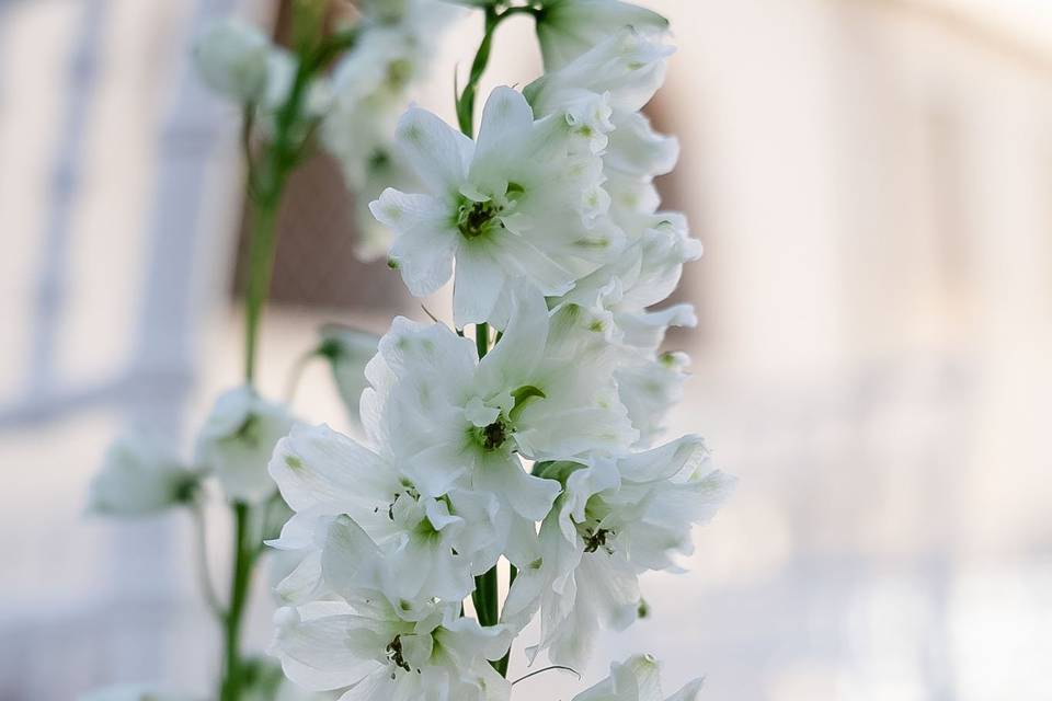 Dettaglio_fiore_bianco_colonna