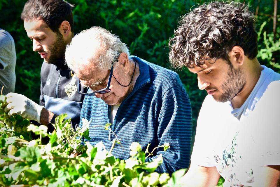 Raccolta del luppolo