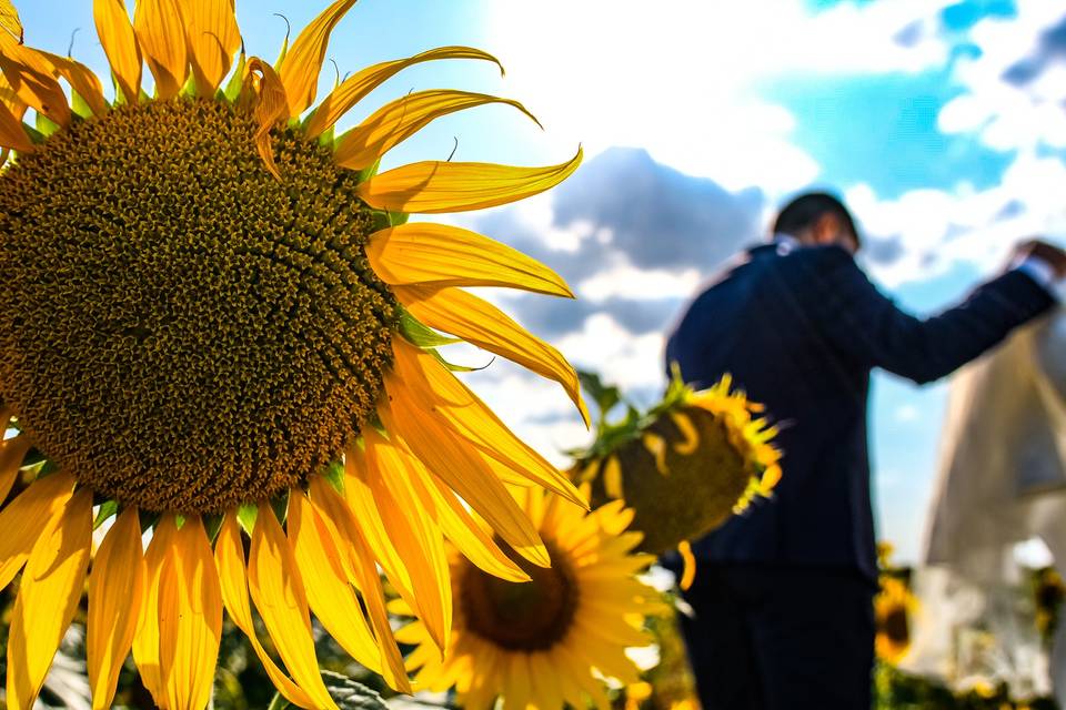 Girasole... Giallo e matrimoni