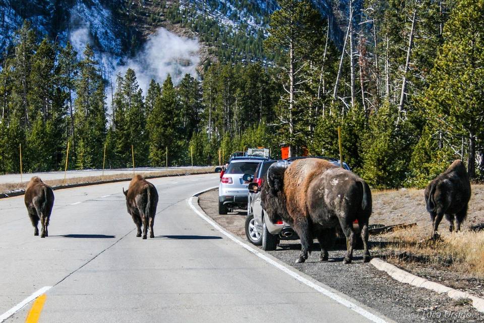 Stati Uniti - Yellowstone N.P.