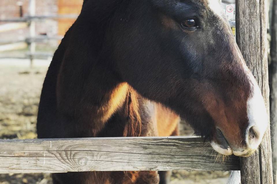 Agriturismo Cascina Selva