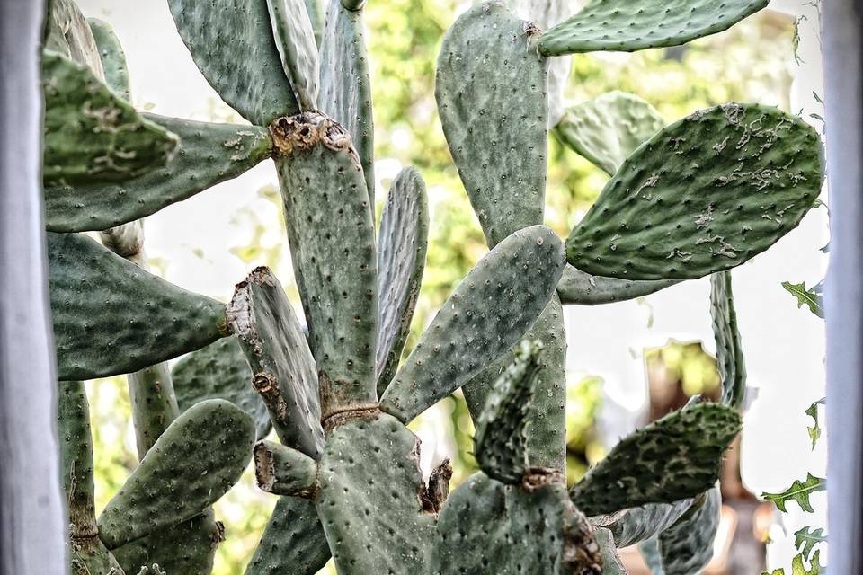 Scorcio del giardino pensile