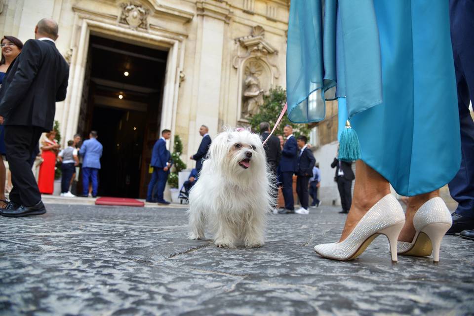 Wedding Taranto dog