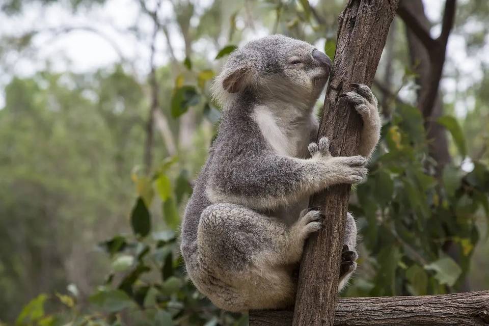 Australia