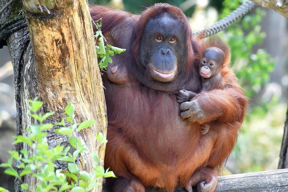 Borneo Malese