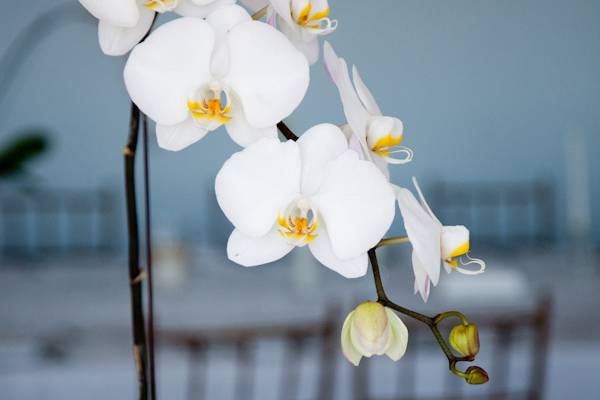 Orchidee