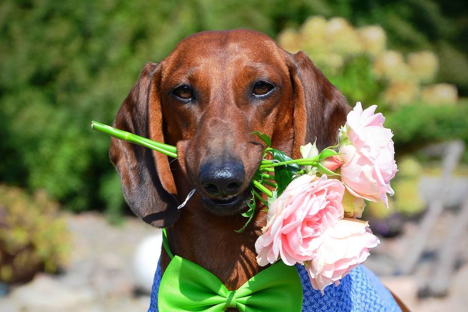 Gustavo con le rose