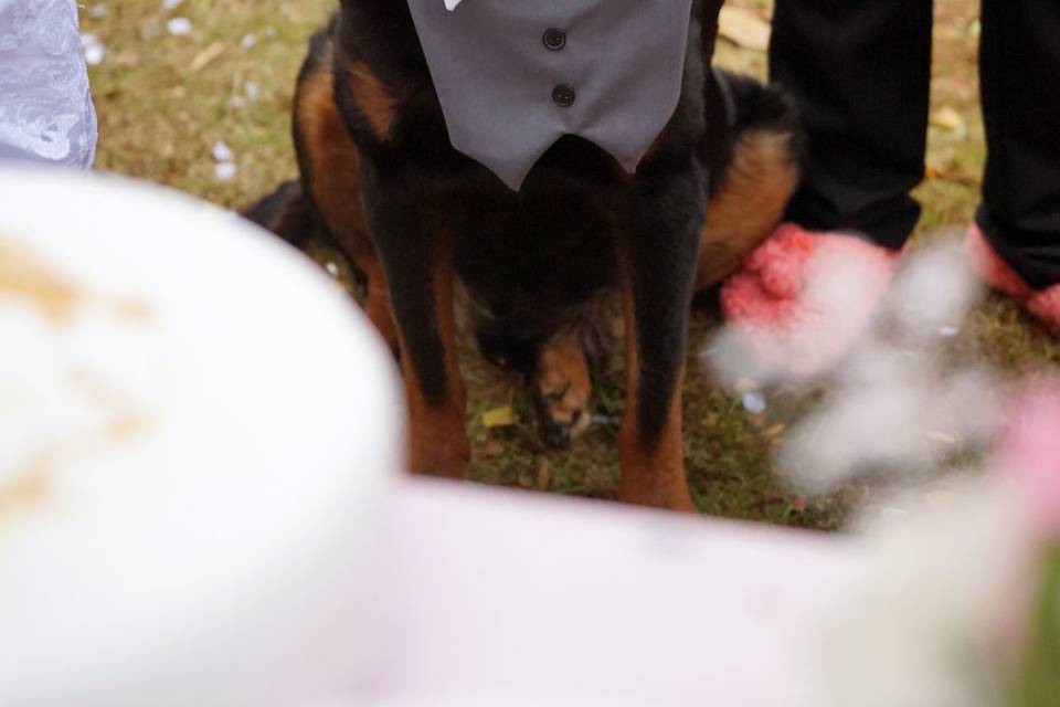 Lucky Pet Luxury Care