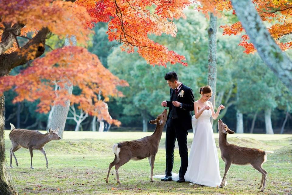 Giappone, Nara Park