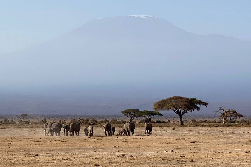 Luna di miele in Africa