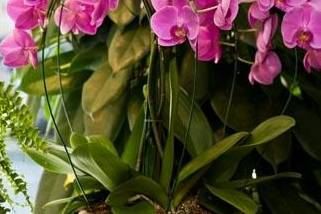 Orchidee